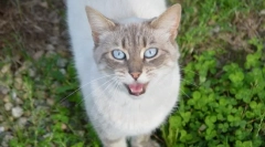 De ce pisica strigă?