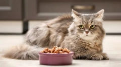 De ce pisica refuză alimentele?