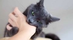 De ce pisica este în mod constant mușcă și cum să se rătăcească de la ea