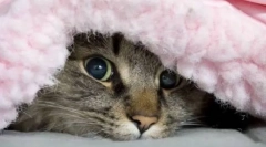 De ce pisica se ascunde sub pătură?