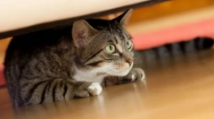 De ce pisica se ascunde în locuri întunecate?