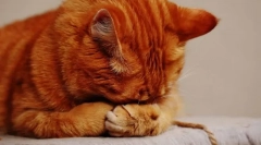 De ce o bubble de pisică?