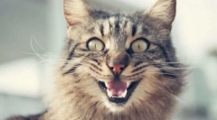 De ce tije de pisici?