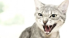 De ce pisica loveste un om?