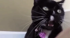 De ce pisica se loveste pe pisoi?