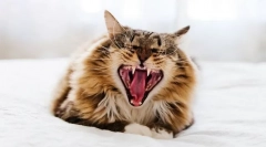 De ce pisica scapă dinți?