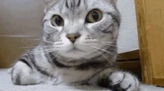 De ce nasul acoperit cu pisica?