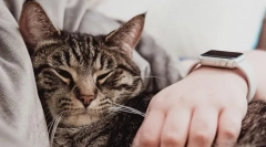 De ce pisica doarme pe om?