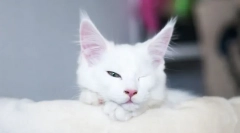 De ce pisica doarme cu ochii deschiși?