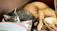 De ce pisica doarme la capul omului