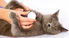 De ce pisica respiră din greu?