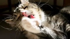 De ce pisica se scufunda