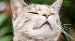 De ce pisicile ca mirosul de clor?