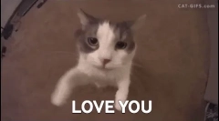 De ce numai pisicile ca oamenii și alții - nu?