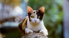 De ce pisicile alerg după toaletă?