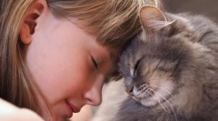 De ce pisicile se deranjează?