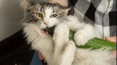 De ce pisicile se tem de castravete?