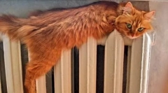 De ce pisicile frică de apă