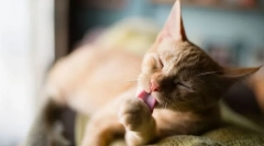 De ce pisicile se spală adesea?