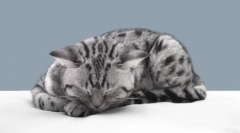 De ce pisicile simt revenirea proprietarilor