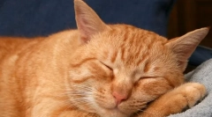 De ce pisicile se răsucesc într-un vis?