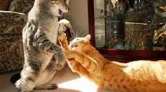 De ce pisicile se luptă între ei cum să le reconcilieze
