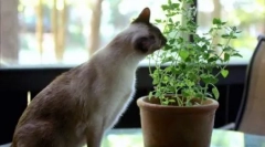 De ce pisicile mănâncă flori