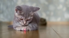 De ce pisicile chase fascicul de la pointerul laser?