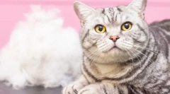 De ce pisicile linet?