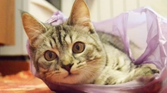 De ce pisicile linge pachetele?