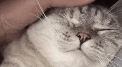 De ce pisicile iubesc când se strică?