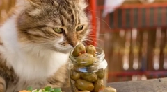 De ce pisicile iubesc măslinele?