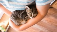 De ce pisicile murchat?