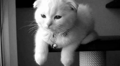 De ce pisicile nu clipeste?