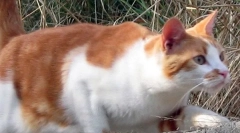 De ce pisicile nu sunt rupte la căderea?