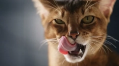 De ce pisicile sunt lins?