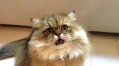 De ce pisicile deschid gura atunci când sniffing