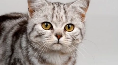 De ce pisicile aduc șoareci proprietarii lor