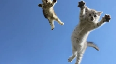 De ce pisicile au teren pe 4 labe: explicații științifice