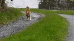 De ce pisicile se îndreaptă spre coadă?