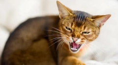 De ce pisicile sunt hissing?