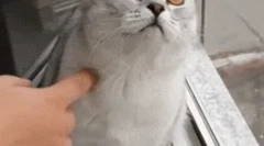 De ce pisicile se uită în gol?