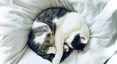 De ce pisicile dorm cu proprietarii?