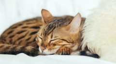 De ce pisicile dorm atât de mult?