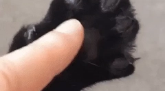 De ce cauza pisicilor?