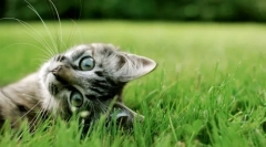 De ce pisicile laminate picioare: 8 răspunsuri la o întrebare simplă