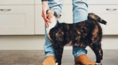 De ce pisicile se freacă de picioare?