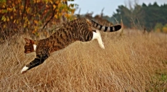 De ce pisicile pleacă acasă?