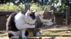 De ce pisicile se spală pisicile, dar nu există câini