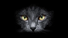 De ce pisicile văd în întuneric